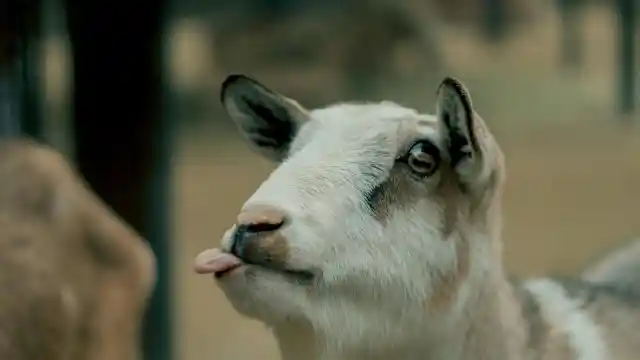 2. Weird Goat Behaviour