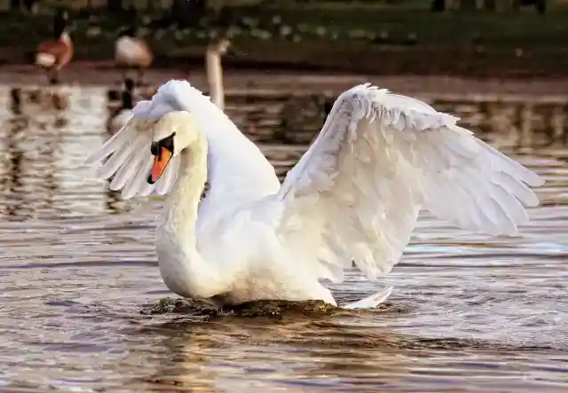 17. Swan Attack