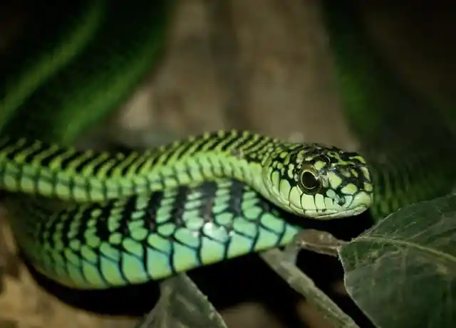 Boomslang