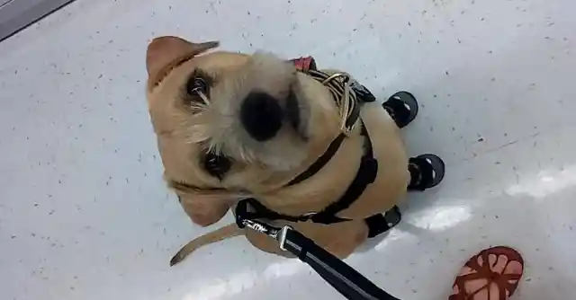 Walmart Manager Demands To Remove Dog, Regrets It