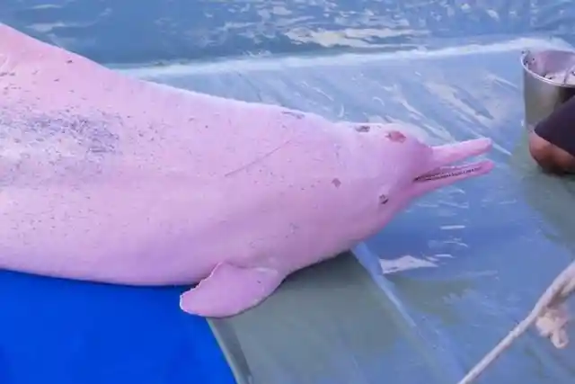 Albino Dolphin