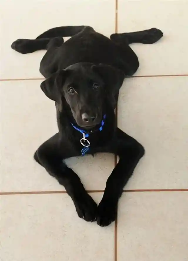 When your pup lays on the floor like a frog