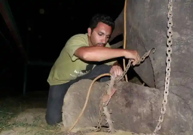 This Elephant Suffered 50 Years Of Abuse. Then When He Was Freed, His Reaction Was Painfully Human