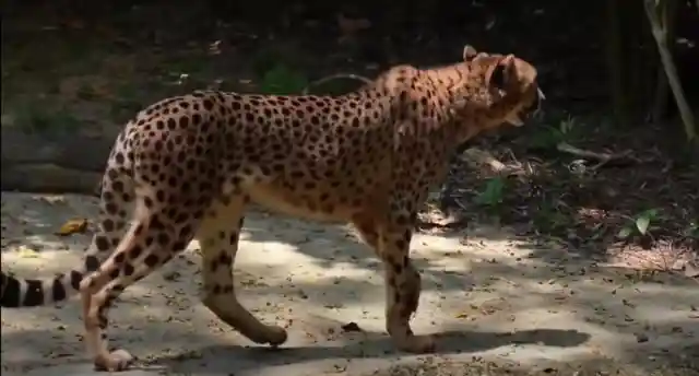 Vulnerable Cheetahs
