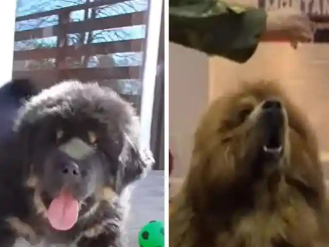 Family Adopted A Puppy, 1 Year Later They Realized It Wasn't Not A Dog