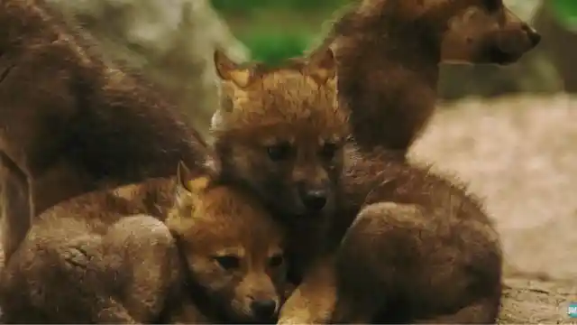 Four Baby Wolves