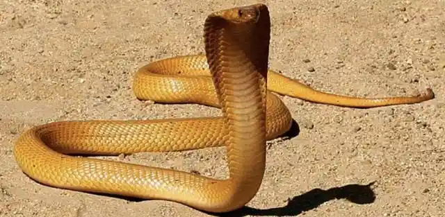 Cape Cobra