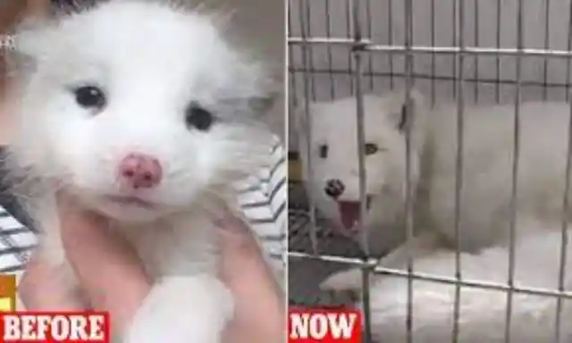 Woman Raises "Puppy" Until Vet Shows Her Its DNA