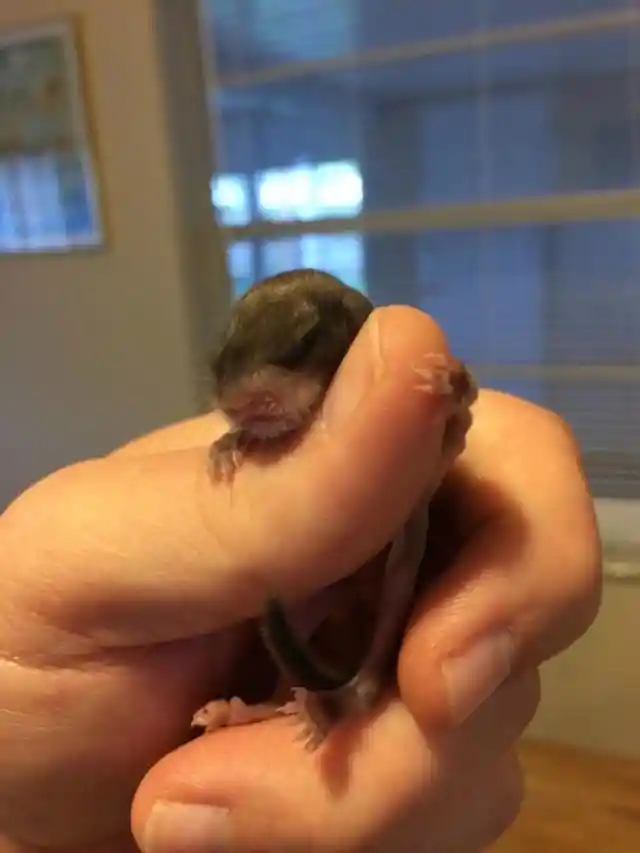 This Young Man Had No Idea What Kind Of Animal He Had Found Because It Was So Tiny, But He Felt He Had To Save It!
