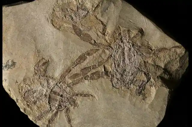 Prehistoric Crab