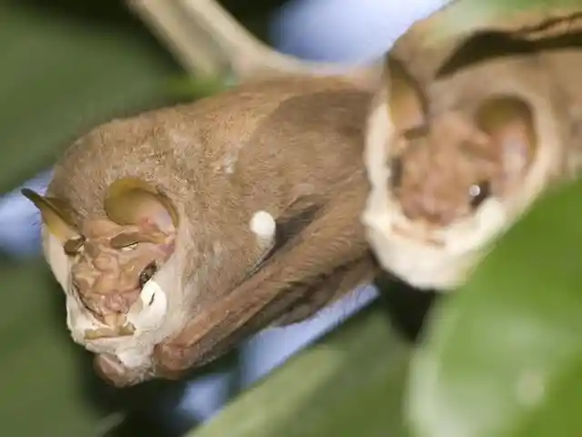 Wrinkle-faced Bat