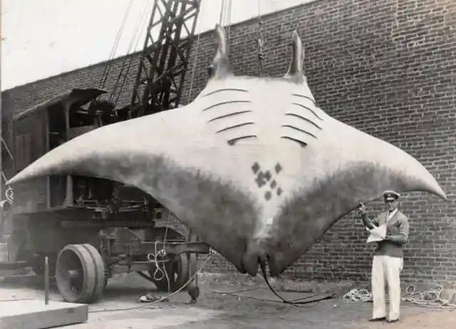 10. The Great Manta weighed over 5,000 pounds and was caught in Brielle, NJ, 1933.