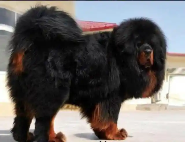 These Are The Rarest and Most Beautiful Dog Breeds In The World