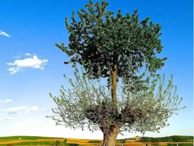The Double Tree Of Casorzo