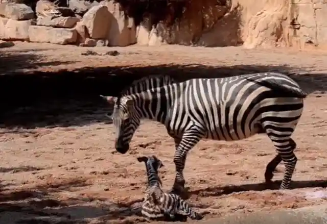Baby Zebra Was Seconds Away From Drowning, Then This Happens