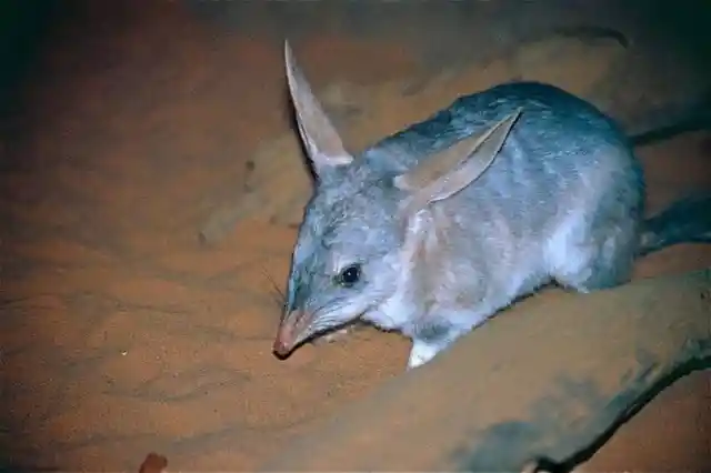 The Most Dangerous Animals In Australia