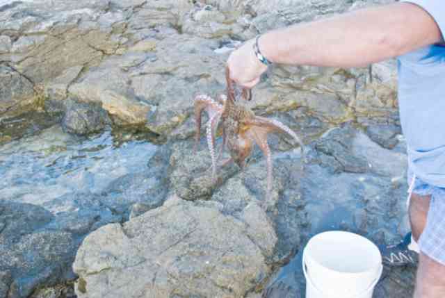 Sea Creature Leaves Beachgoers Bewildered