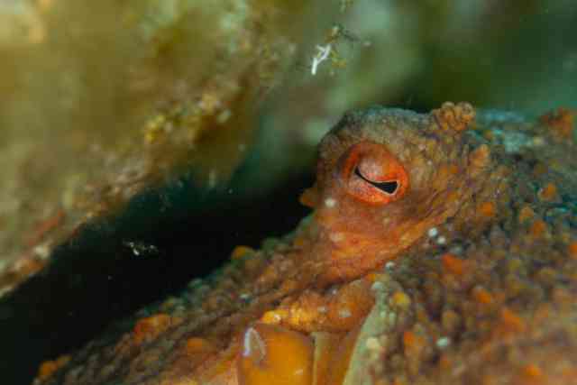 Underwater Beauty 