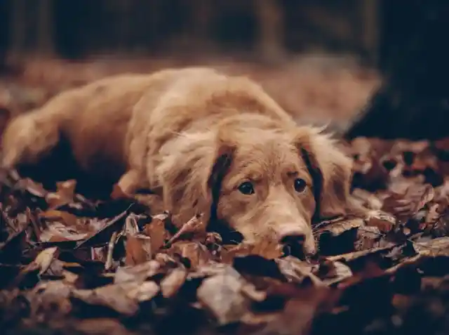 After Rescuing Them, Firemen Realized They Weren't Puppies