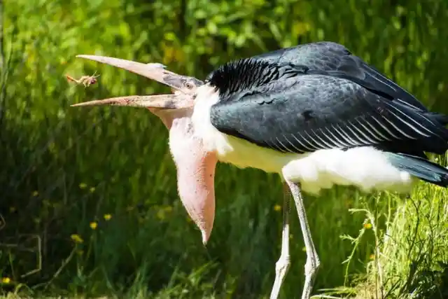 Marabou Stork