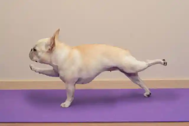 Let's Do Some More Yoga!