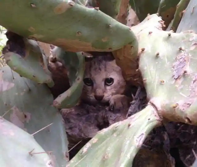 "Gatitos" Extraños Fueron Encontrados, Pero El Veterinario Le Dijo Al Rescatador Esto...