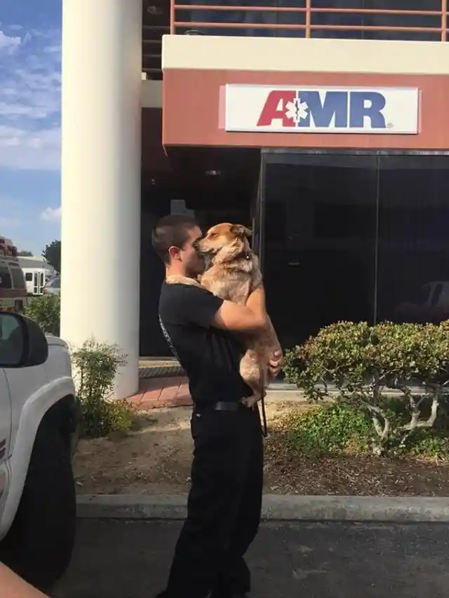 Man Loses Service Dog While Camping, Four Weeks Later They Are Reunited