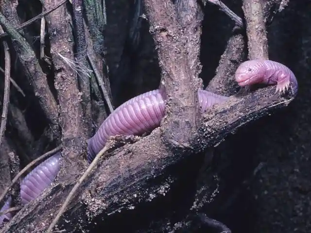 Bizarre Animals You Never Knew Existed