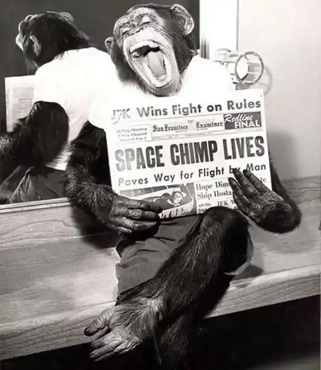 Space Chimp 