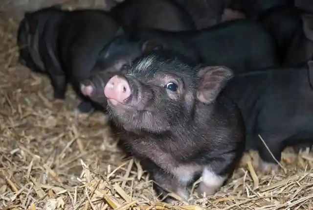 Micro Piglet $2,000