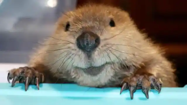 This Guy Tried To Rescue A Beaver, Got A Surprise Instead
