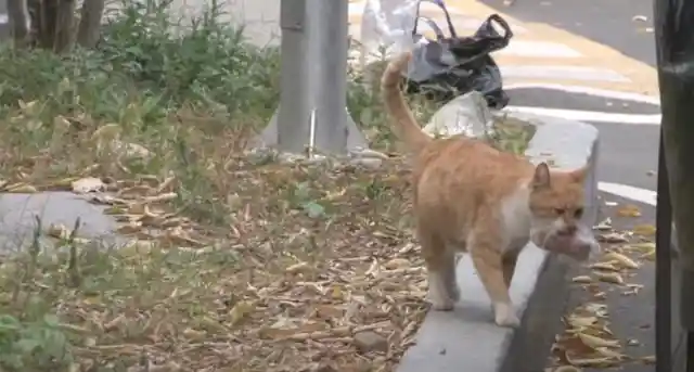 Woman’s Puzzled When Stray Cat Only Accepts Food in Bag She Can Carry, Follows Her to Learn Why