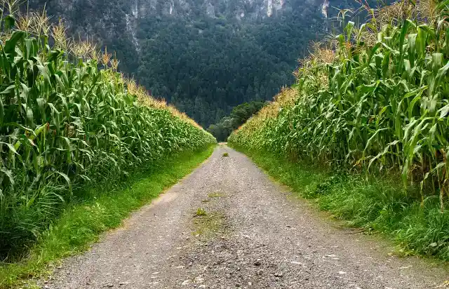 20. Lost In The Corn Maze