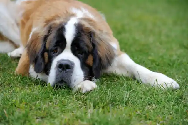Low-Energy Dog Breeds You Can Be Lazy With