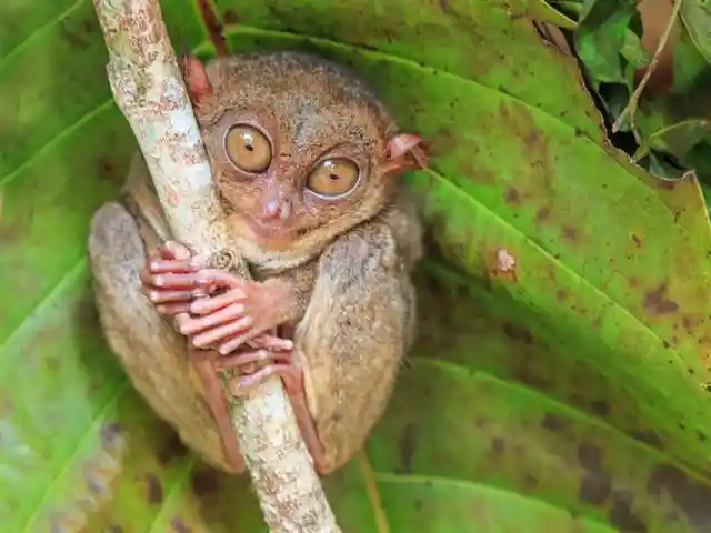 Tarsier