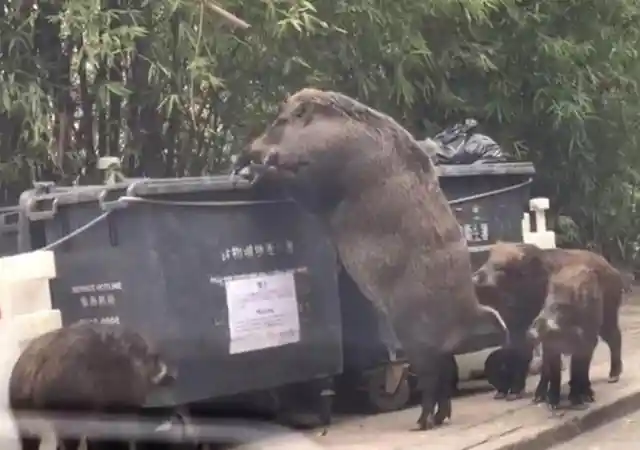 A Giant Wild Boar Looking For A Snack
