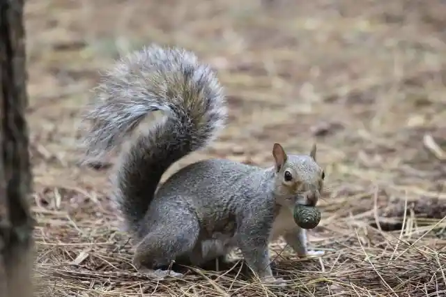 North Carolina Squirrels