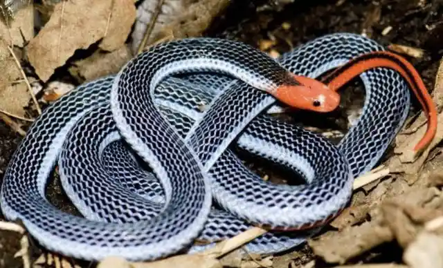 Malayan Snake