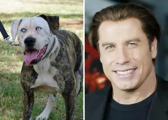 A Dog Looks Like A John Travolta