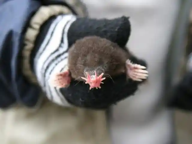 Star-nosed Mole