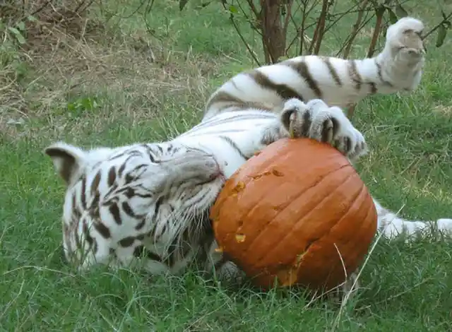 Tiger VS. Pumpkin