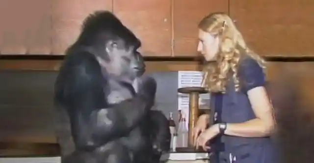 Koko The Gorilla