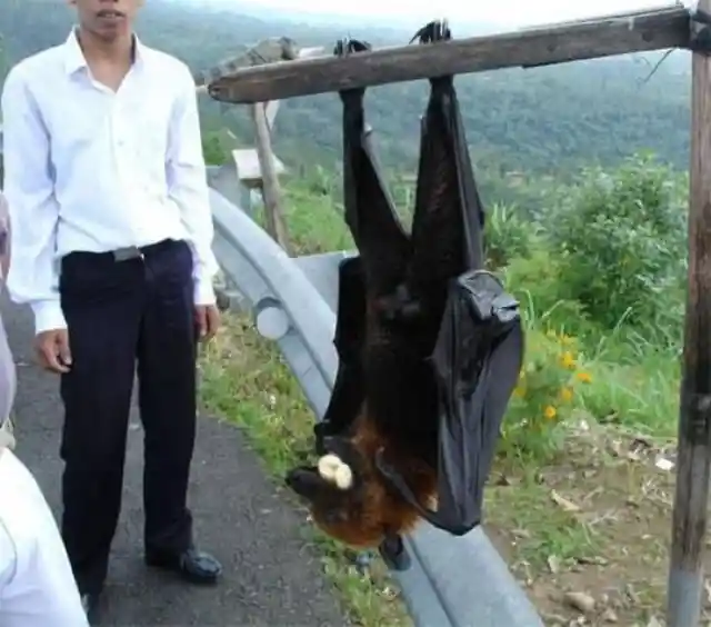 Big Bat