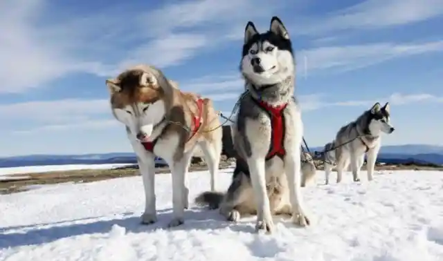 21. Alaskan Husky