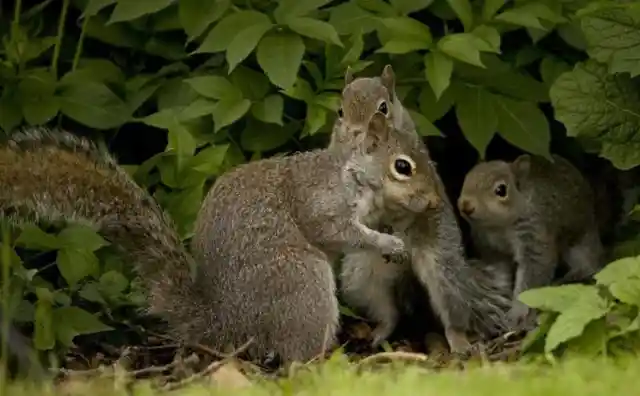 How To Keep Squirrels Away From Your Vehicle