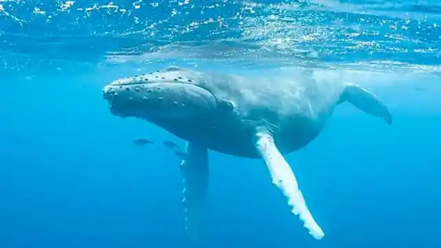 No-Contact With The Whales