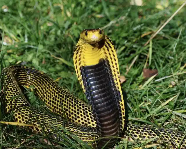 Philippine Cobra