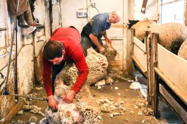 What do you call the process of removing a sheep’s wool in order to wear it?