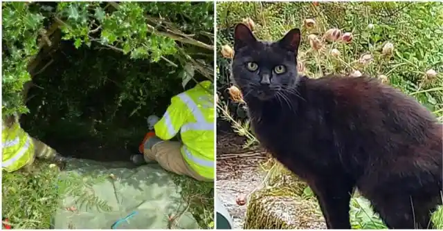 83-Year-Old Woman Went Missing, Then People Heard Cat’s Meowing Into Ravine