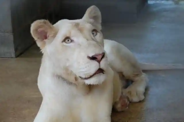 Lioness Makes Incredible Recovery After Befriending Her New Neighbor